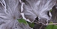 Foto1